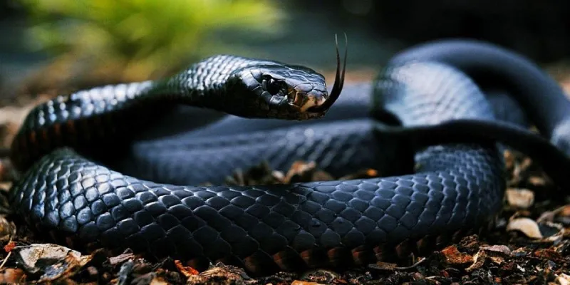 Giấc mơ về rắn trong năm Rắn được xem là điềm báo quan trọng