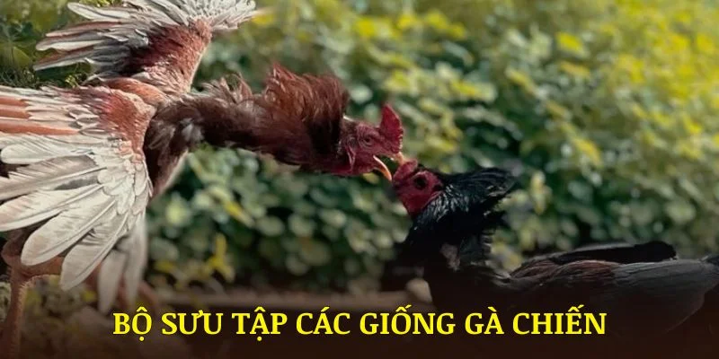 Bộ sưu tập các giống gà chiến đẳng cấp tại sảnh đá gà HM88