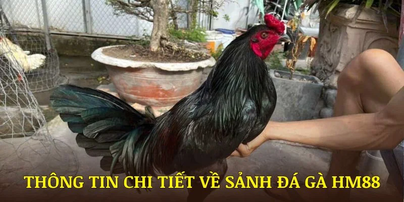 Những thông tin chi tiết về sảnh đá gà HM88